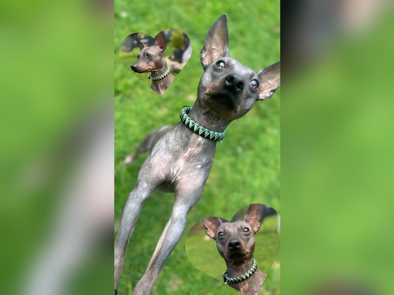 American Hairless Terrier - Wir erwarten Anfang Mai Welpen!