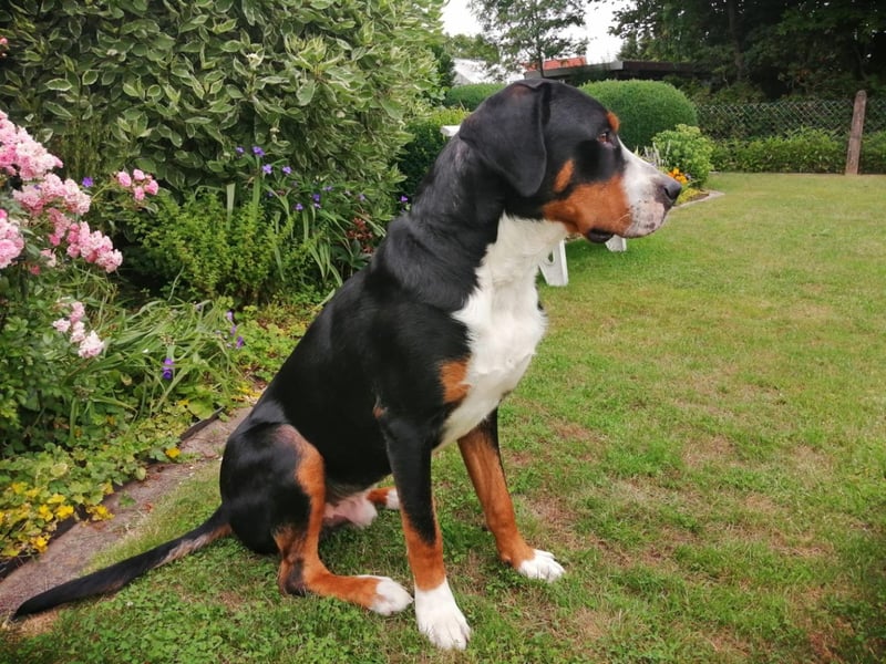 Wunderschöne Swissydog-Welpen mit Papieren - THERAPIEBEGLEITHUNDGEEIGNET