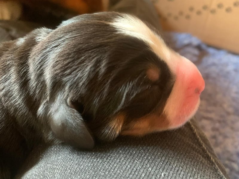 Wunderschöne Swissydog-Welpen mit Papieren - THERAPIEBEGLEITHUNDGEEIGNET