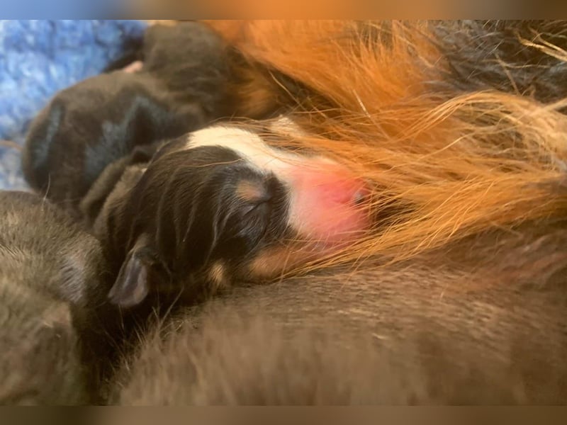 Wunderschöne Swissydog-Welpen mit Papieren - THERAPIEBEGLEITHUNDGEEIGNET
