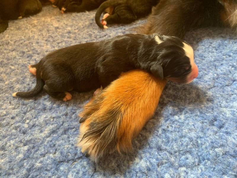 Wunderschöne Swissydog-Welpen mit Papieren - THERAPIEBEGLEITHUNDGEEIGNET