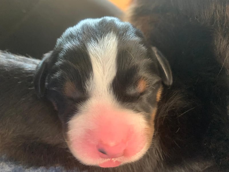 Wunderschöne Swissydog-Welpen mit Papieren - THERAPIEBEGLEITHUNDGEEIGNET