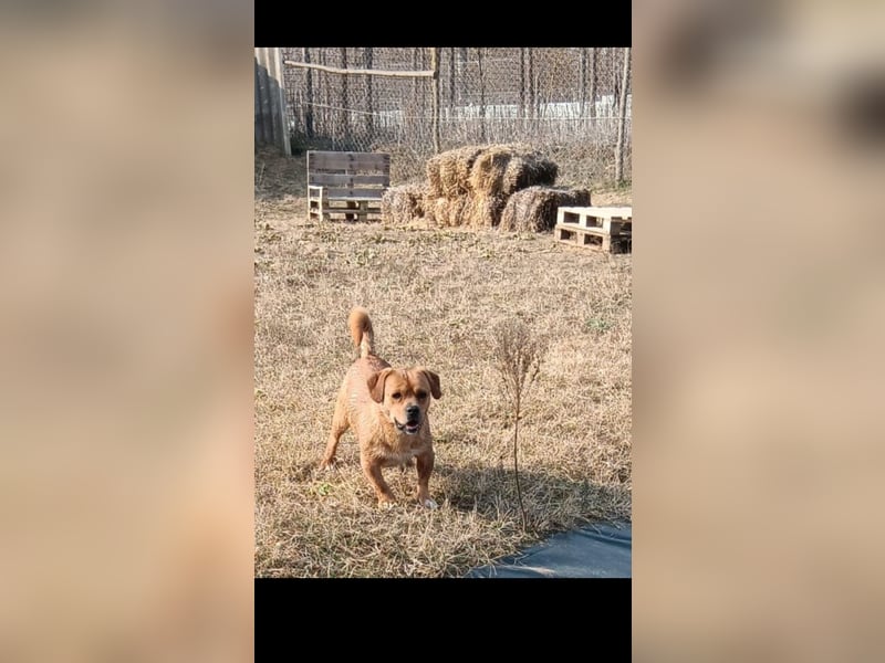 Mogyi  sucht seine Familie