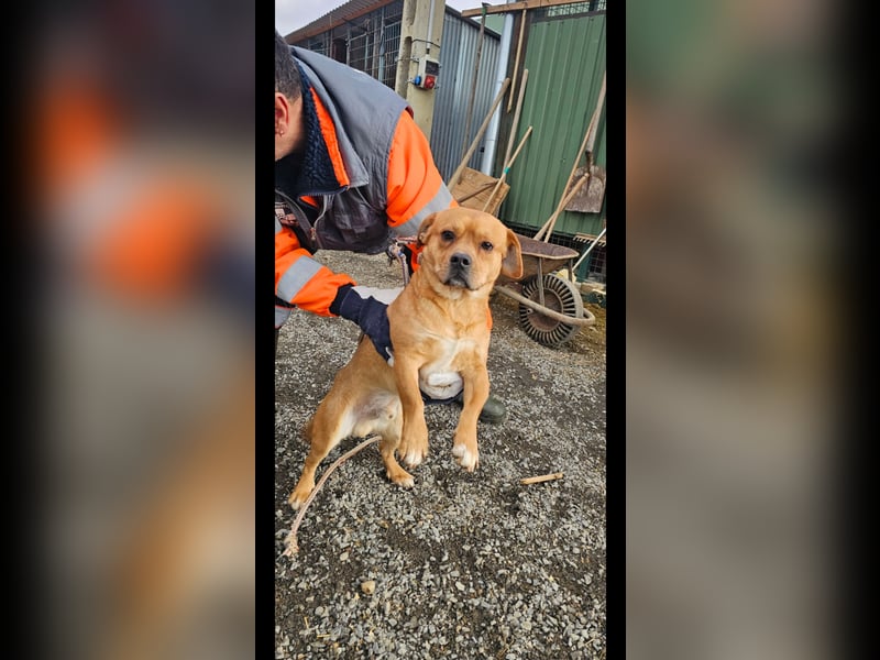 Mogyi  sucht seine Familie