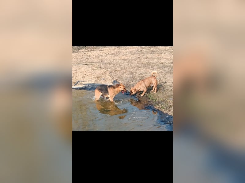 Mogyi  sucht seine Familie