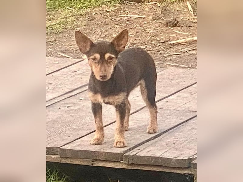 Unsere Terrier Mixe suchen endlich ihr eigenes Zuhause