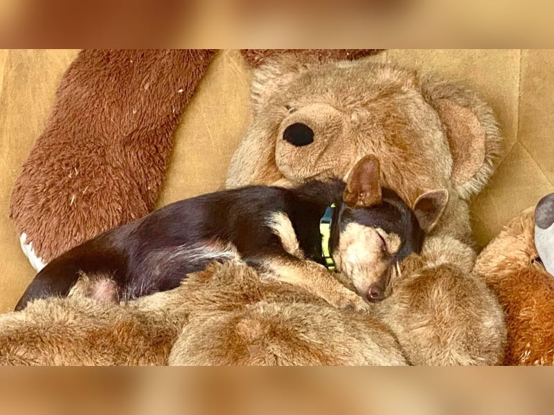 Unsere Terrier Mixe suchen endlich ihr eigenes Zuhause