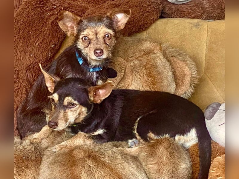 Unsere Terrier Mixe suchen endlich ihr eigenes Zuhause