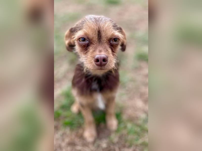 Unsere Terrier Mixe suchen endlich ihr eigenes Zuhause