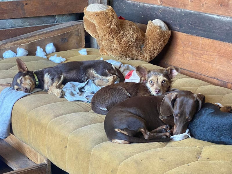 Unsere Terrier Mixe suchen endlich ihr eigenes Zuhause