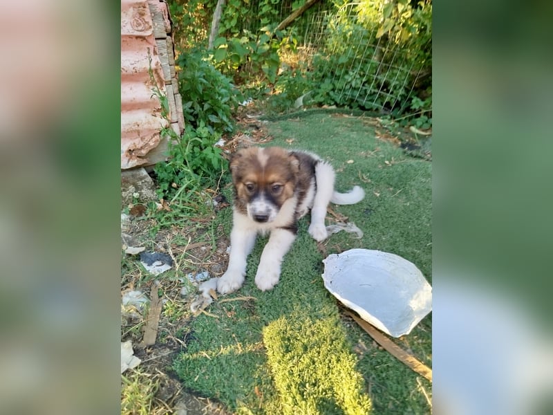 Ciccio sucht sein Glück