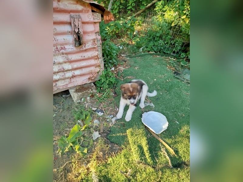 Ciccio sucht sein Glück