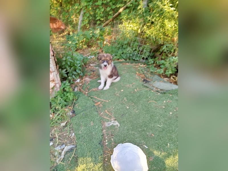 Ciccio sucht sein Glück