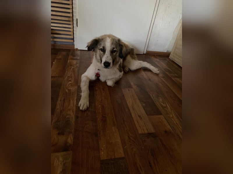 Luna sucht ihre Menschen