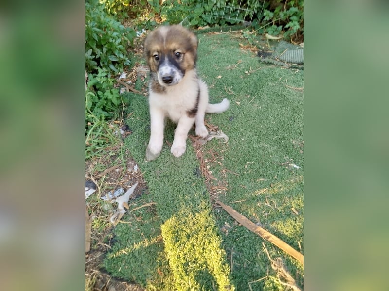 Ciccio sucht sein Glück