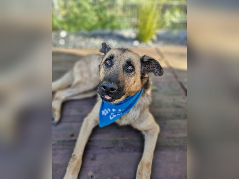 LORCC auf Pflegestelle in 38112 Braunschweig sucht sein Zuhause