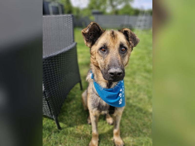 LORCC auf Pflegestelle in 38112 Braunschweig sucht sein Zuhause