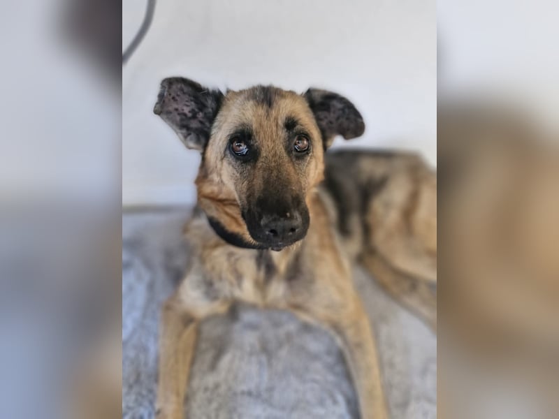 LORCC auf Pflegestelle in 38112 Braunschweig sucht sein Zuhause