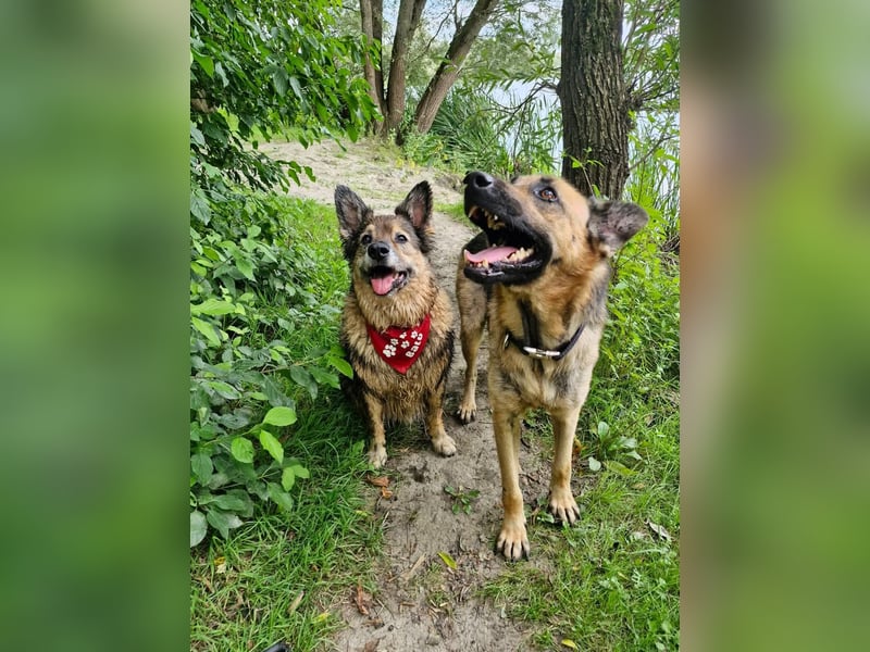 LORCC auf Pflegestelle in 38112 Braunschweig sucht sein Zuhause