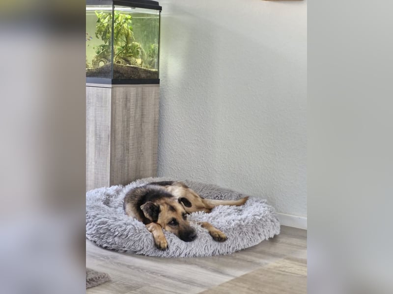 LORCC auf Pflegestelle in 38112 Braunschweig sucht sein Zuhause