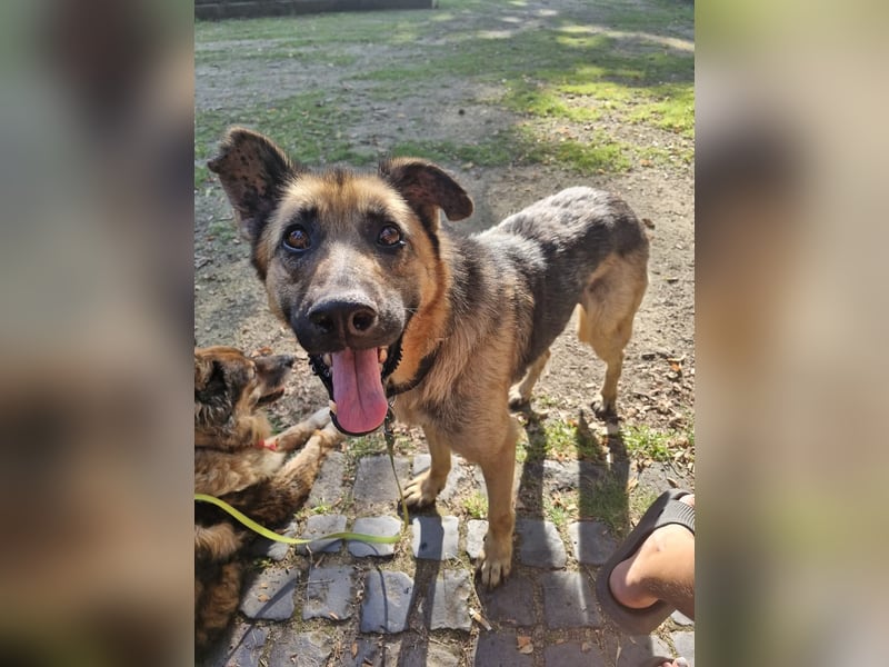 LORCC auf Pflegestelle in 38112 Braunschweig sucht sein Zuhause