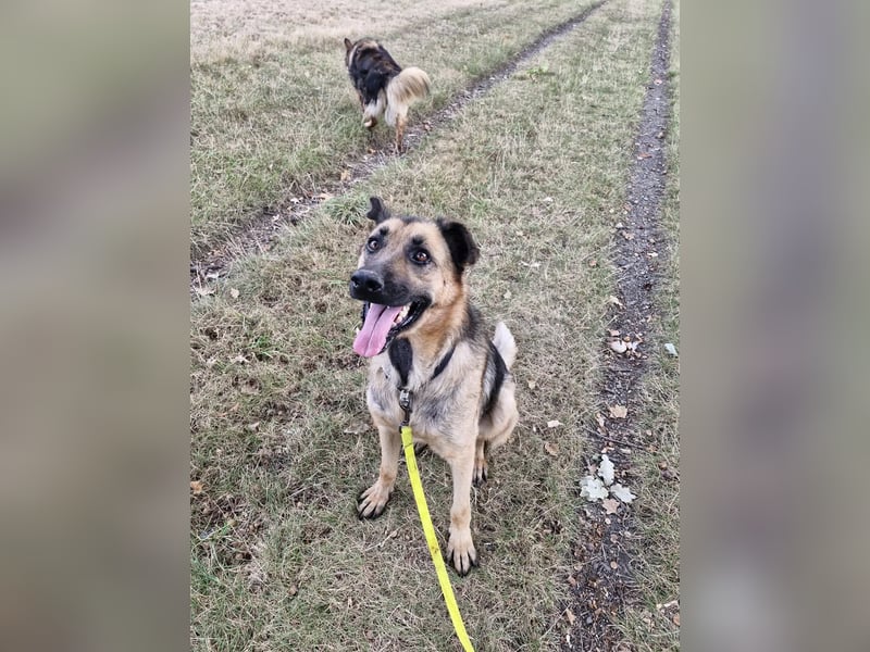 LORCC auf Pflegestelle in 38112 Braunschweig sucht sein Zuhause