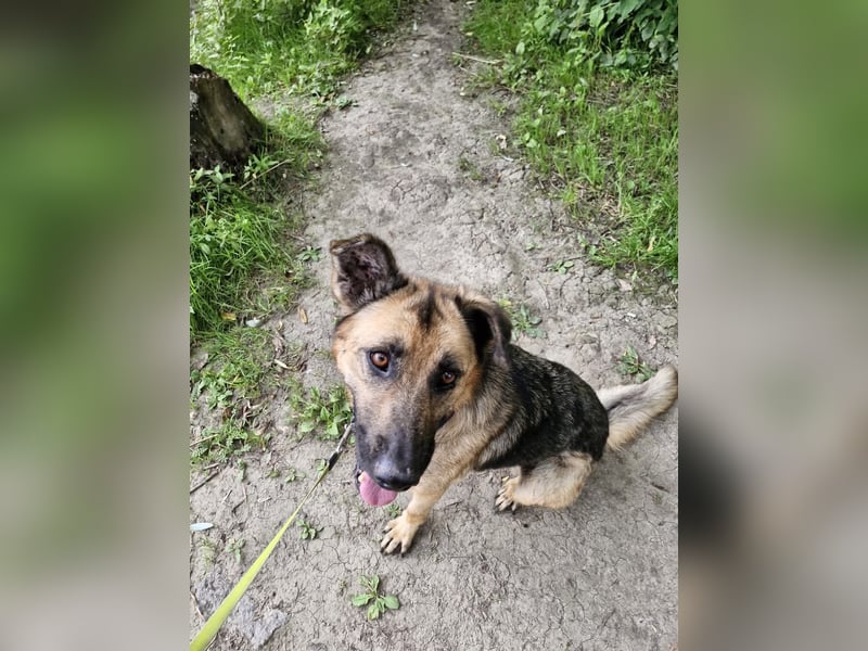 LORCC auf Pflegestelle in 38112 Braunschweig sucht sein Zuhause