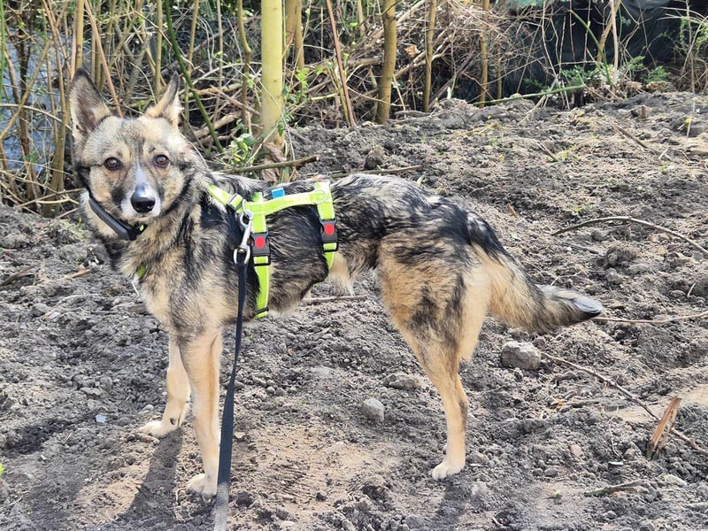 Grisa - eine besondere Hundedame