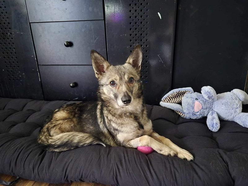 Grisa - eine besondere Hundedame