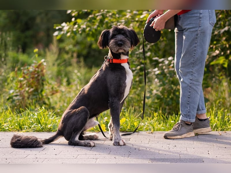 Neugieriger Bob sucht aktive Familie