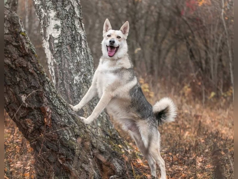 Freundlicher und aktiver Ford sucht seine Familie