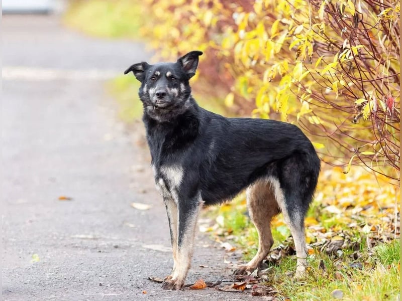 Casey sucht ruhige Familie