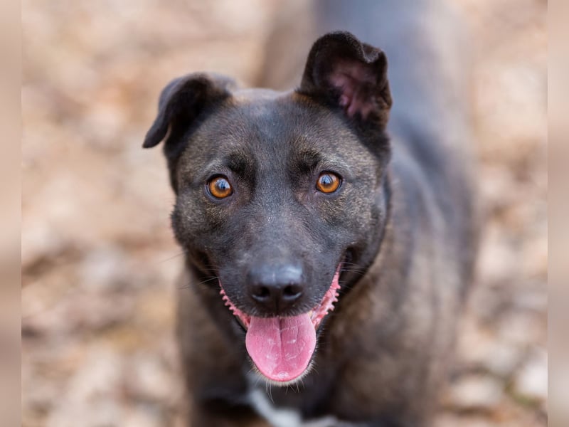 Ziganka sucht lievolles zu hause ORT Bremen