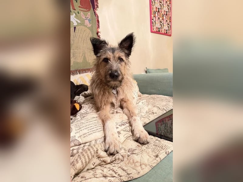 Bella sucht zuhause für immer