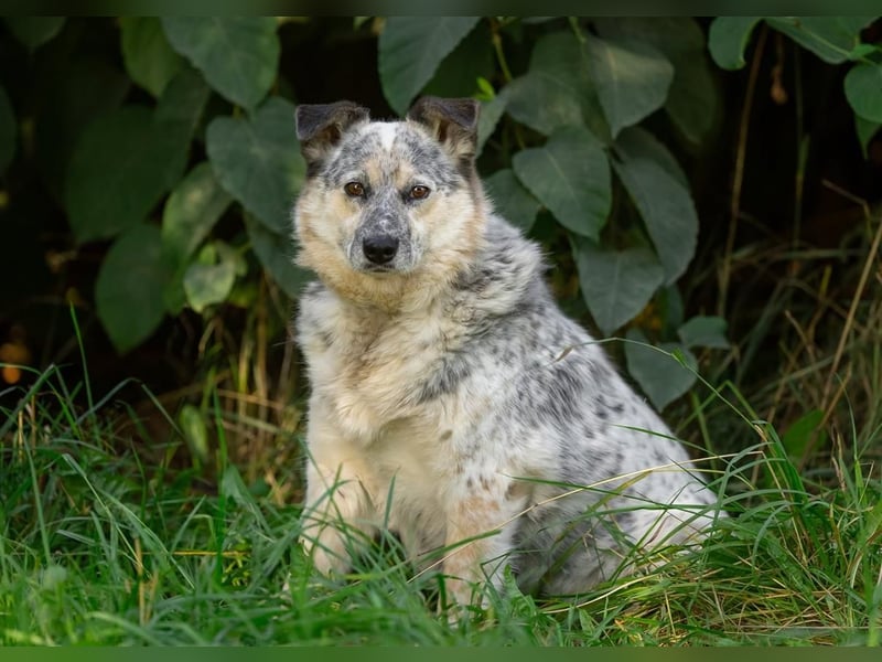 Zuckermaus Fleckchen sucht liebe Menschen für immer