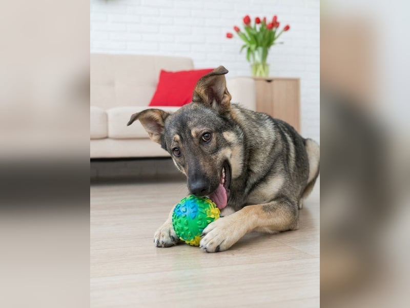 Liebevolle Olivka sucht ihren platz