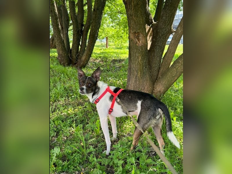 Gesseliger Peter sucht dich ...8 kg / 41 cm