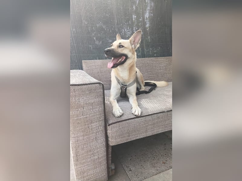 Archie sucht dringend seine Familie... Ort: 29614 Soltau