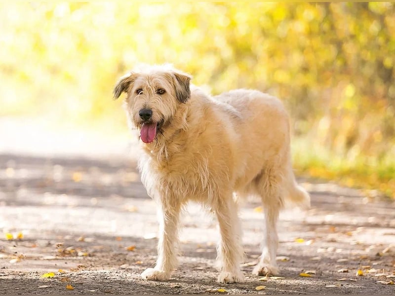 Willie sucht liebevolle menschen