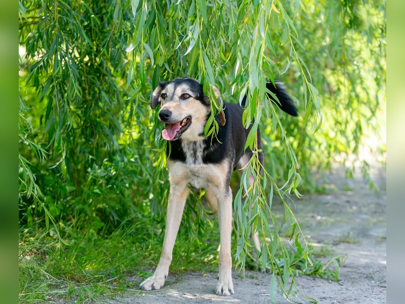 Familienhund Vorshun sucht ein Zuhause
