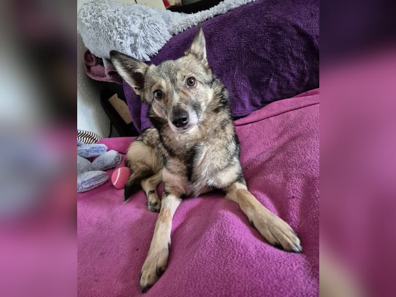 Grisa - eine besondere Hundedame