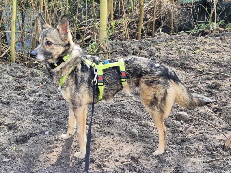 Grisa - eine besondere Hundedame