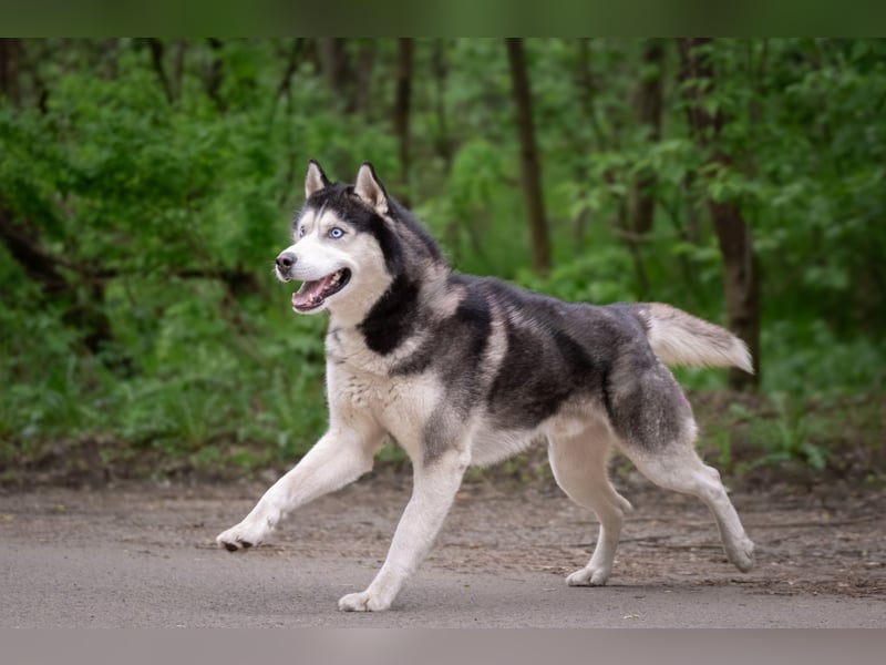 Zeus mit seinen starken blauen Augen