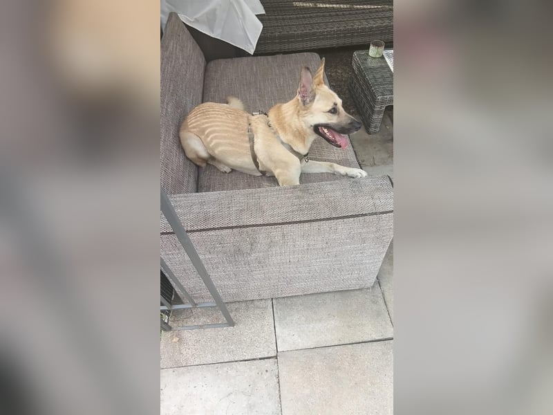 Archie sucht dringend seine Familie... Ort: 29614 Soltau