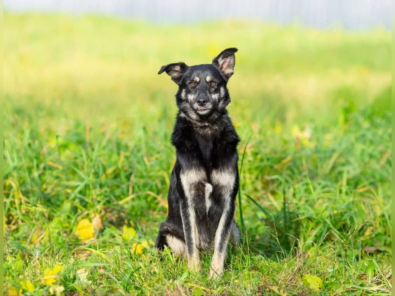 Casey sucht ruhige Familie
