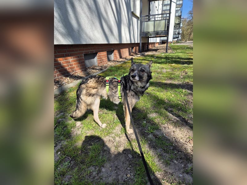 Grisa - eine besondere Hundedame