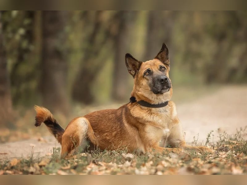 Selbstbewusster Ryzhik sucht neue Familie