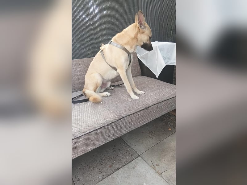 Archie sucht dringend seine Familie... Ort: 29614 Soltau