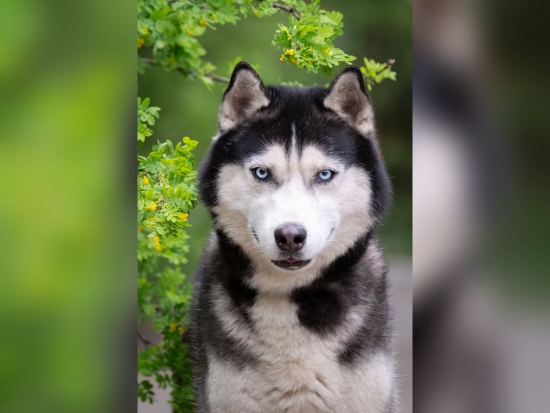 Zeus mit seinen starken blauen Augen