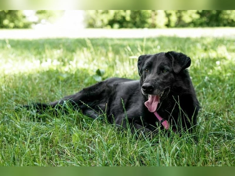 Schöne schwarze Lala sucht Traumzuhause